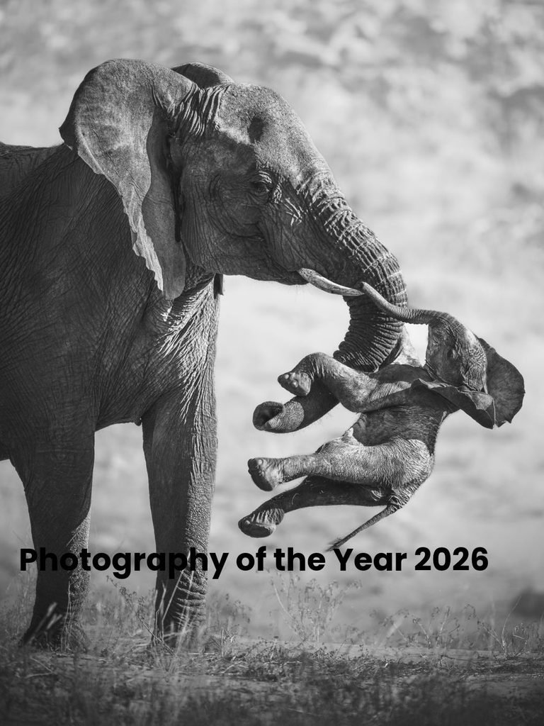 Oscar Whitfield Wins 2026 Young Wildlife Photographer of the Year